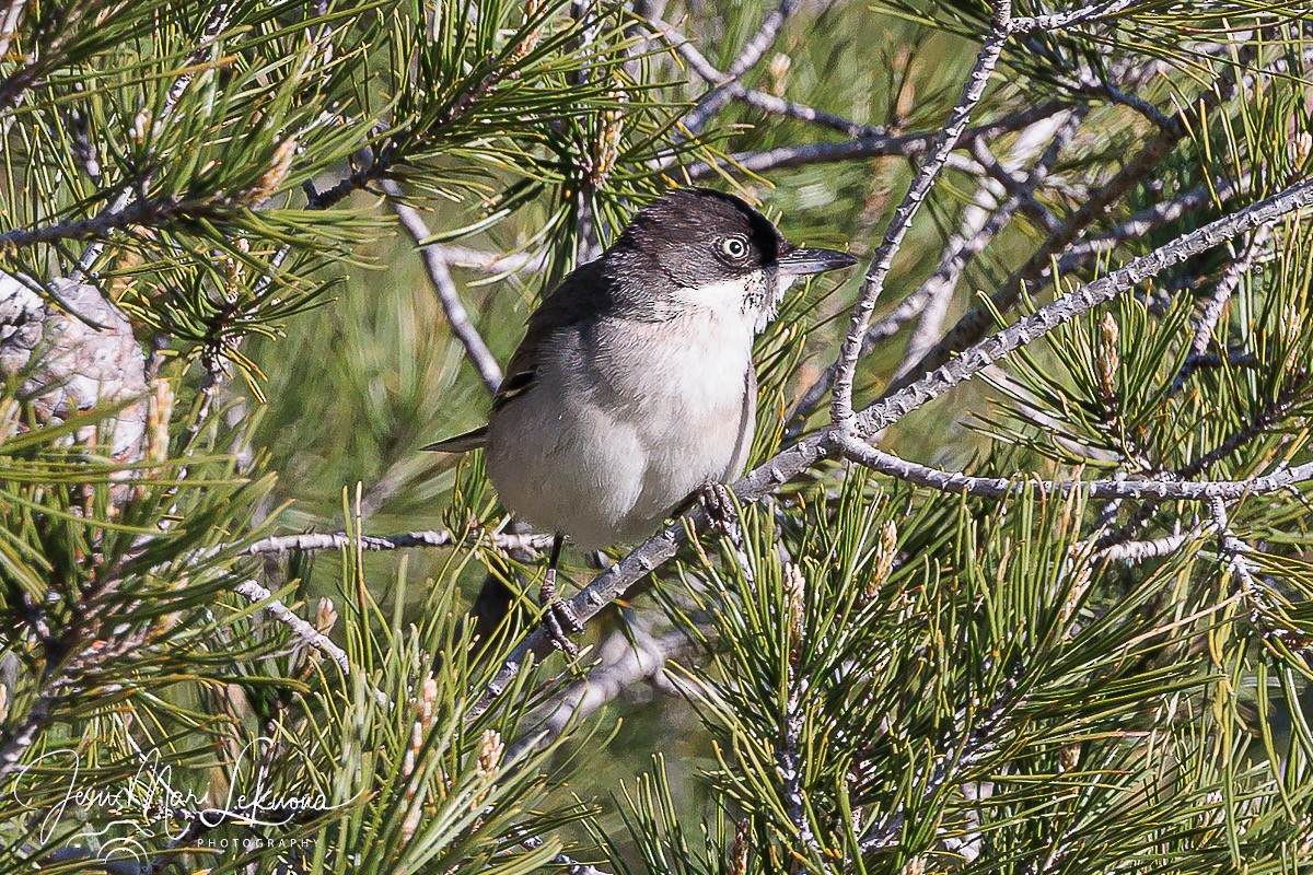 Western Orphean Warbler - Jesús Mari Lekuona Sánchez