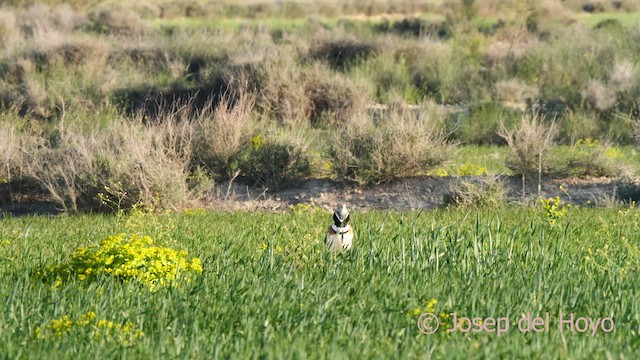 Little Bustard - ML618202050