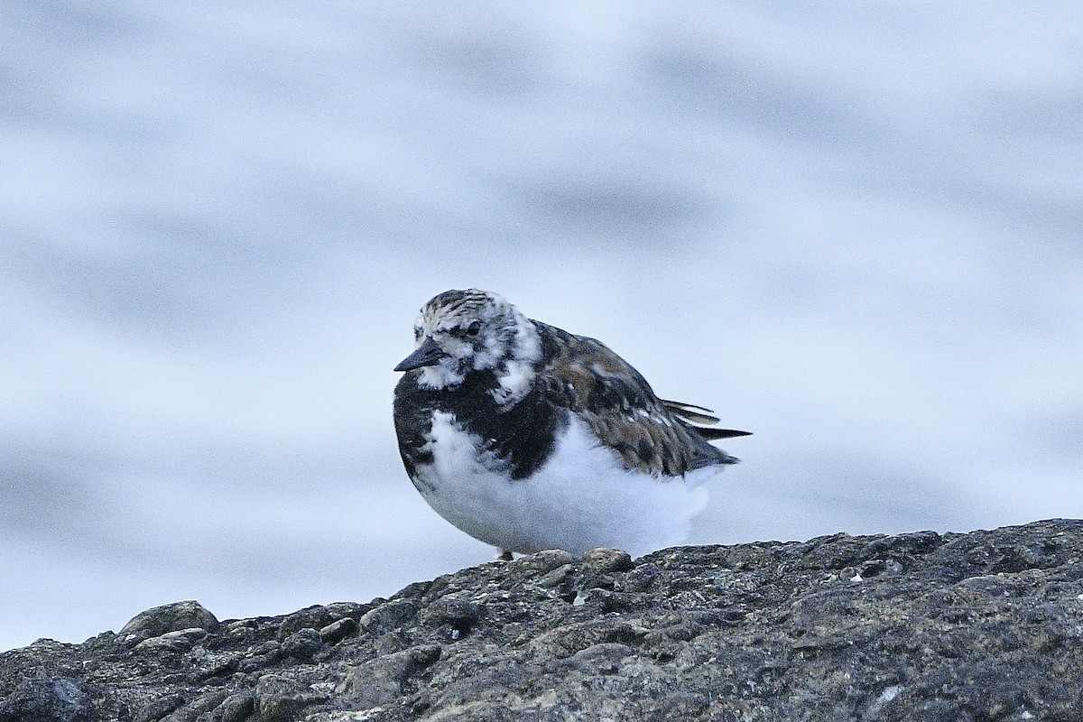 Ruddy Turnstone - Beth Basile