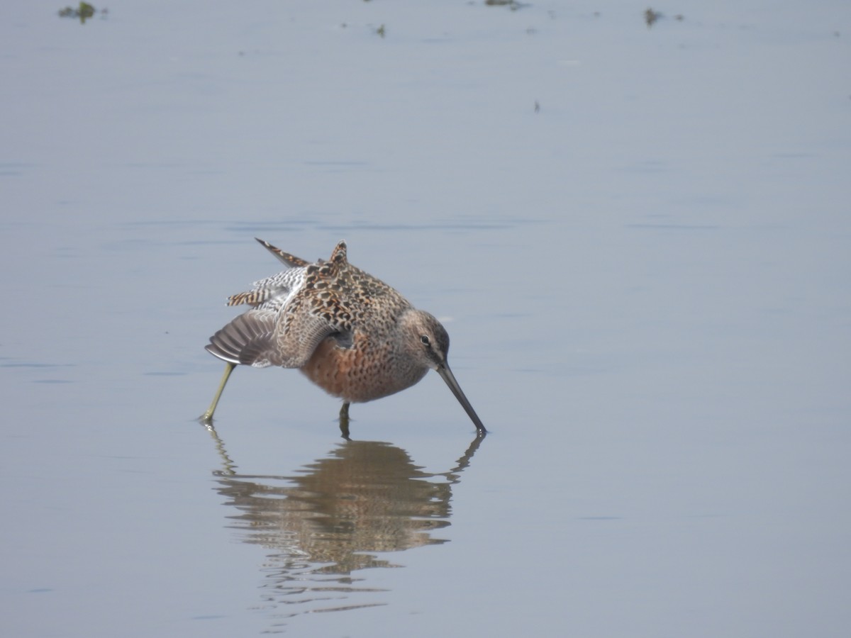 Long-billed Dowitcher - ML618202070