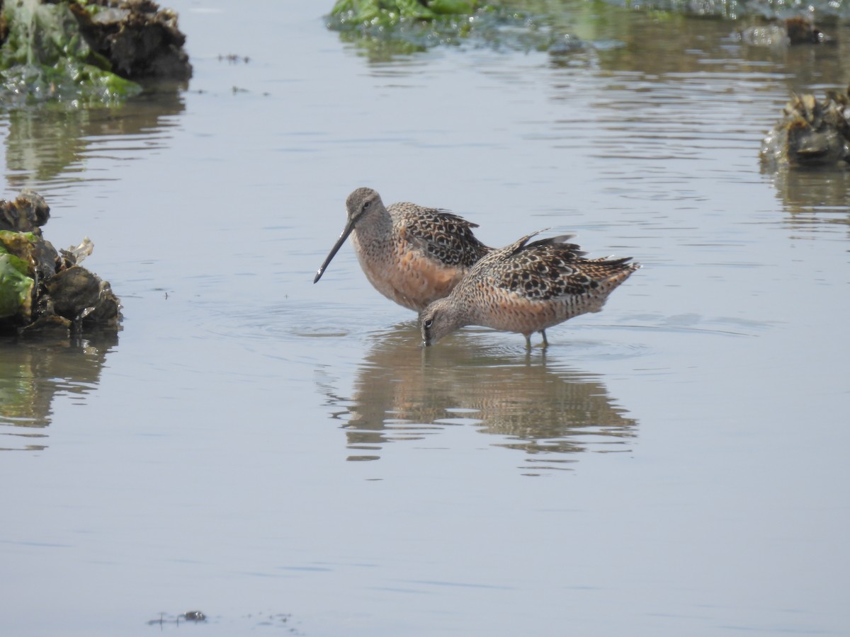 Long-billed Dowitcher - ML618202071