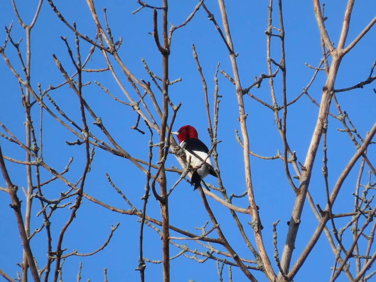 Pic à tête rouge - ML618202088