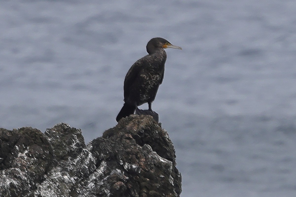 Cormoran de Temminck - ML618202099