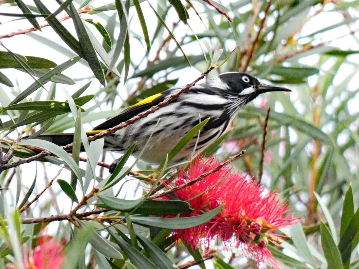 New Holland Honeyeater - ML618202101