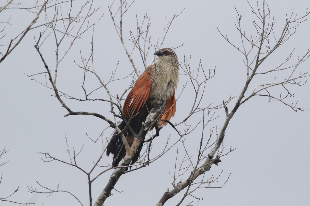 Coucal à sourcils blancs - ML618202102