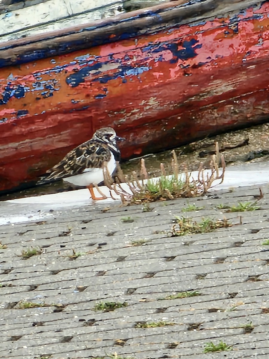 Ruddy Turnstone - Joao Faustino