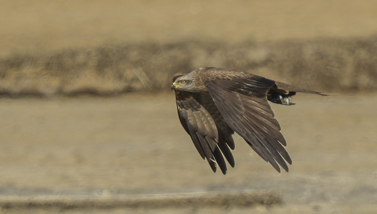 Black Kite - ML618202171