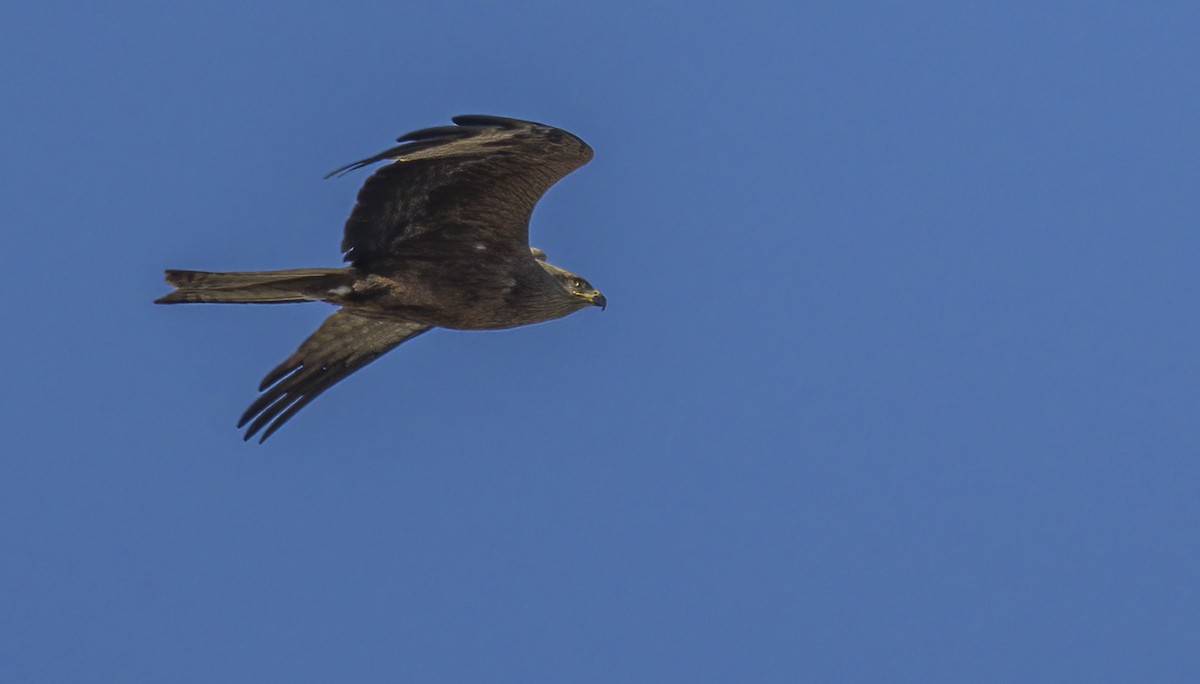 Black Kite - ML618202174