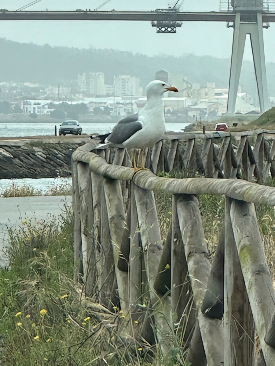 Yellow-legged Gull - Joao Faustino