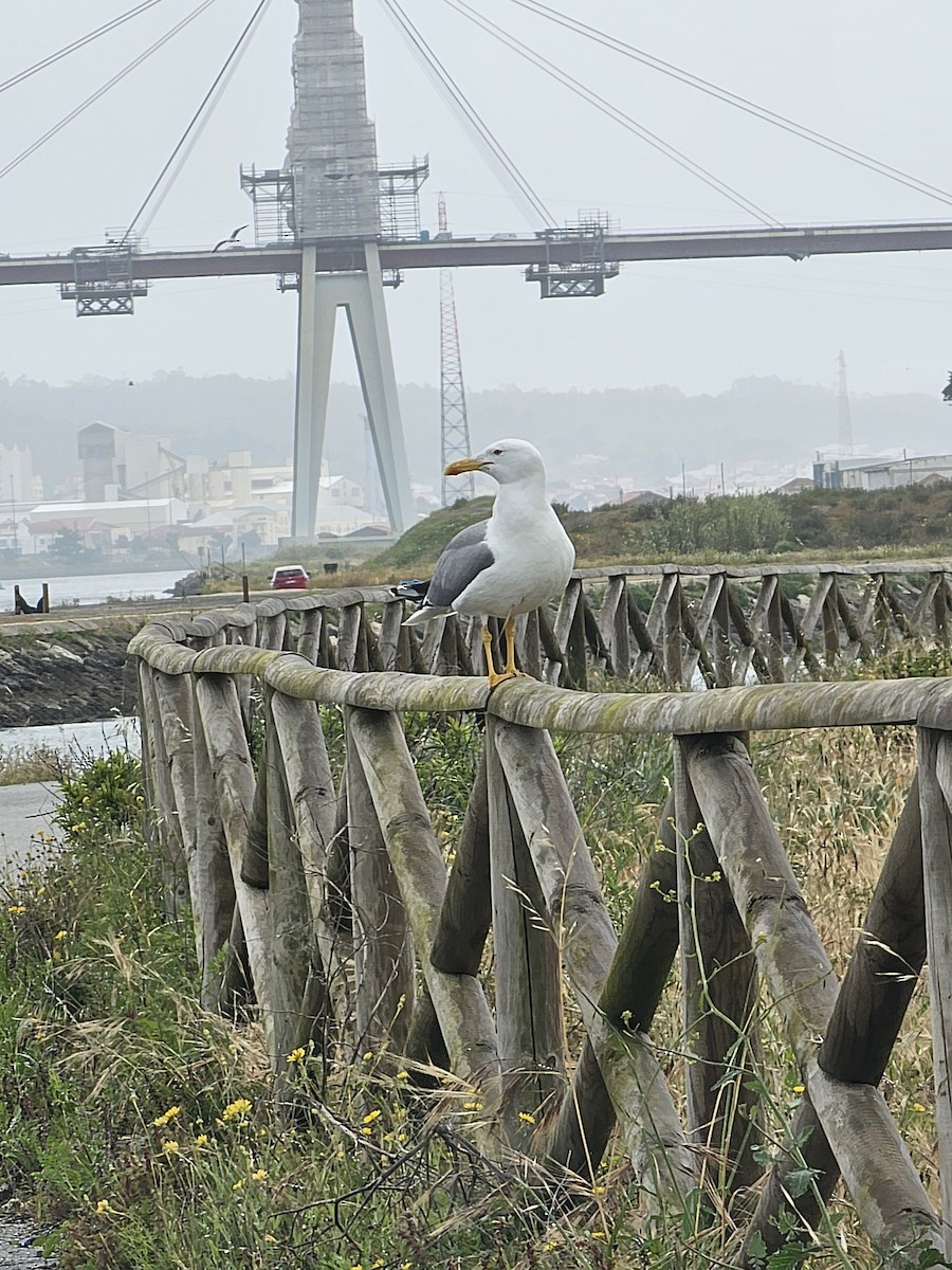 Yellow-legged Gull - Joao Faustino