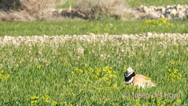 Little Bustard - ML618202184