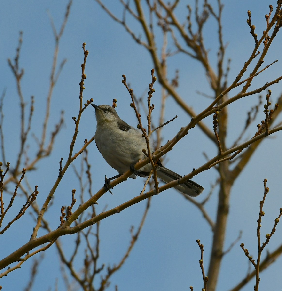 Northern Mockingbird - Mike St.Pierre