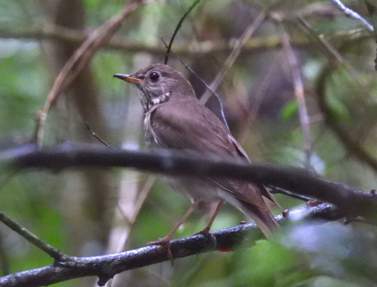 Gray-cheeked Thrush - ML618202200