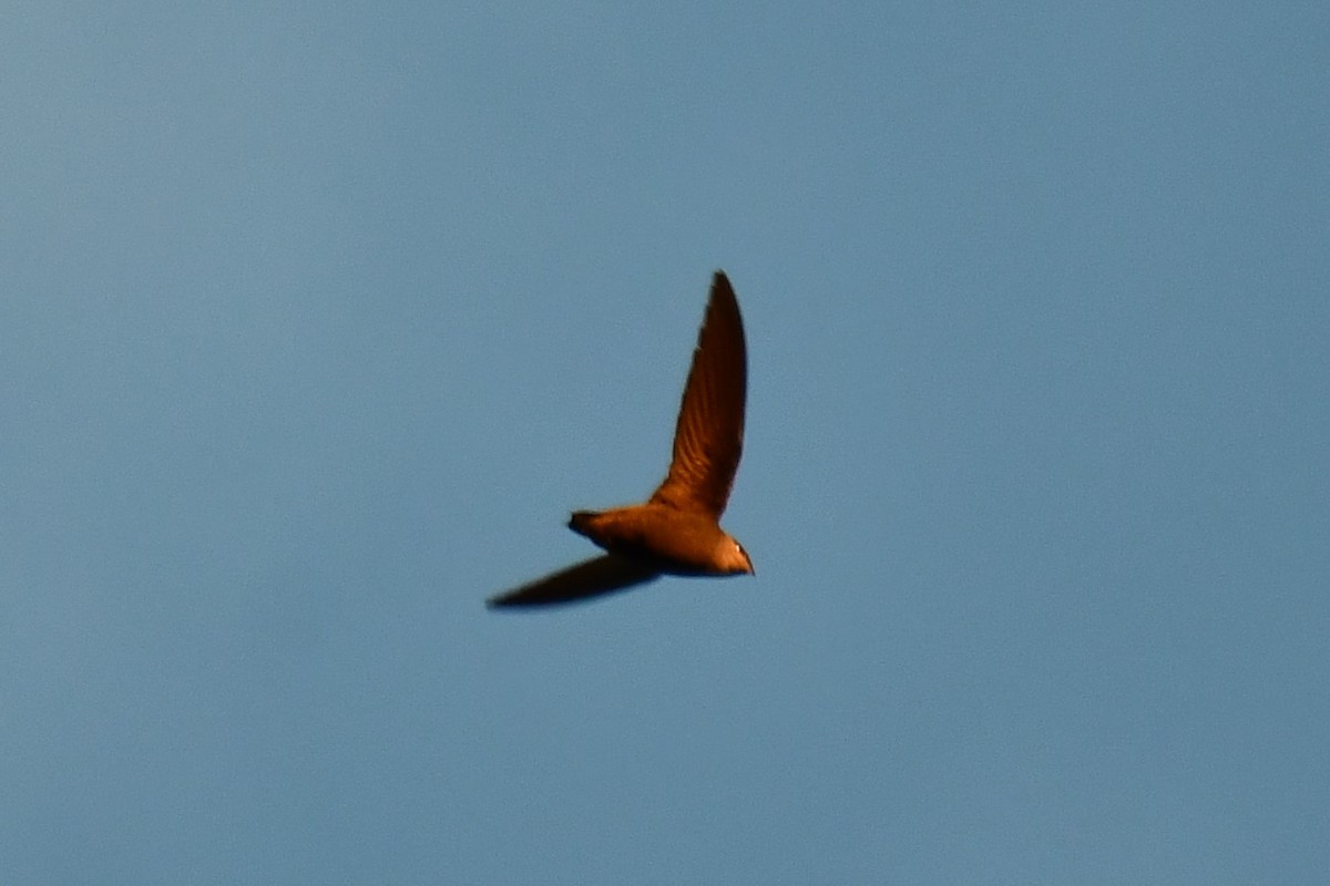 Chimney Swift - Carmen Ricer