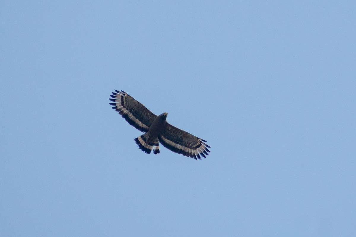 Crested Serpent-Eagle - Tuk Tuk