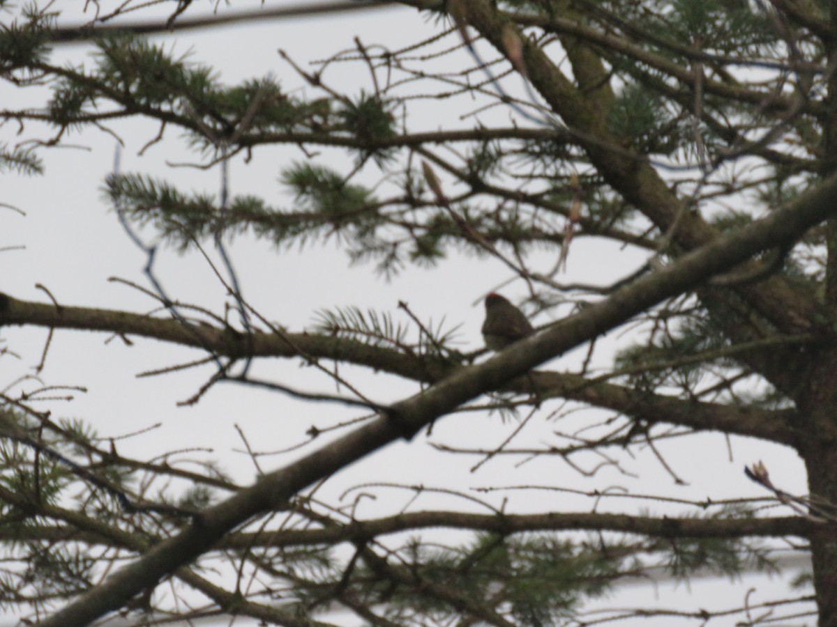 Ruby-crowned Kinglet - Miriam Meier