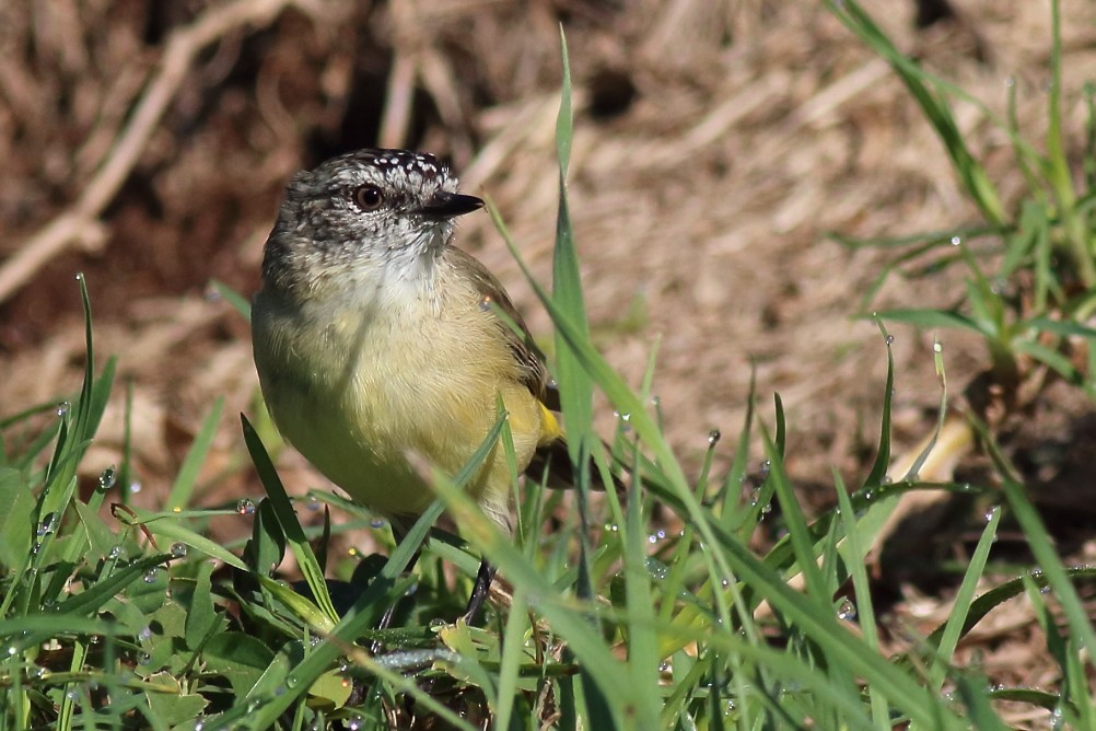 Yellow-rumped Thornbill - Paul Lynch