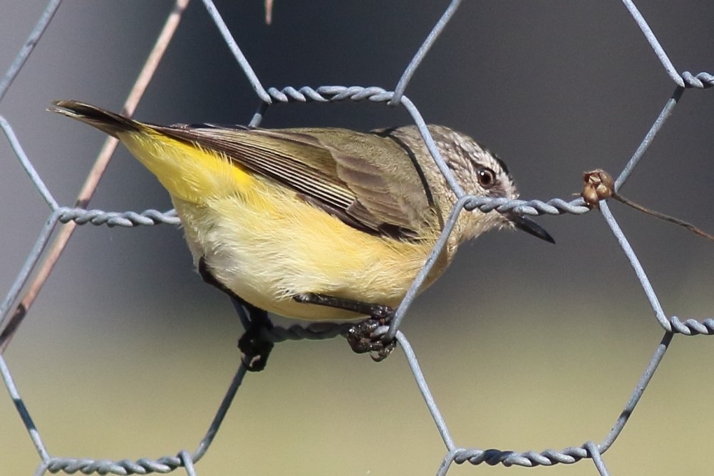 Yellow-rumped Thornbill - Paul Lynch