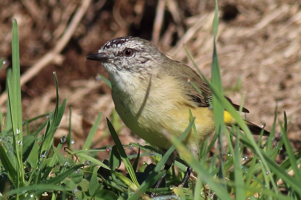 Yellow-rumped Thornbill - Paul Lynch