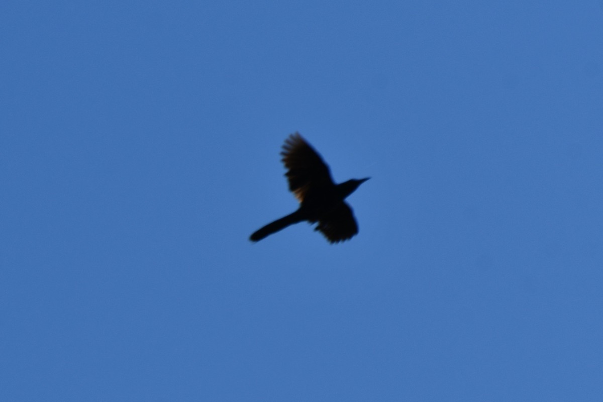 Great-tailed Grackle - Carmen Ricer