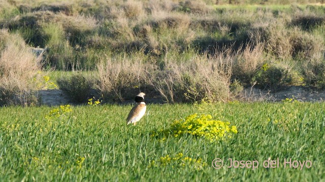 Outarde canepetière - ML618202428