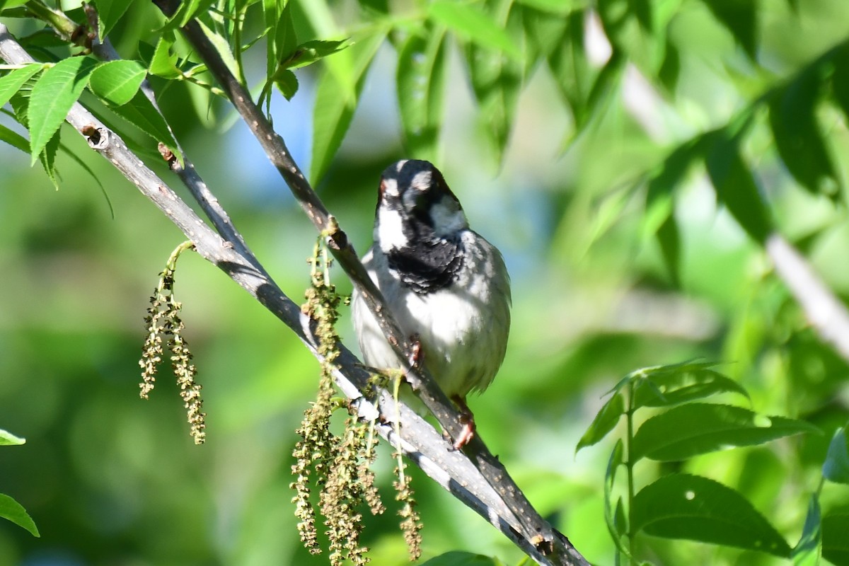 House Sparrow - Carmen Ricer