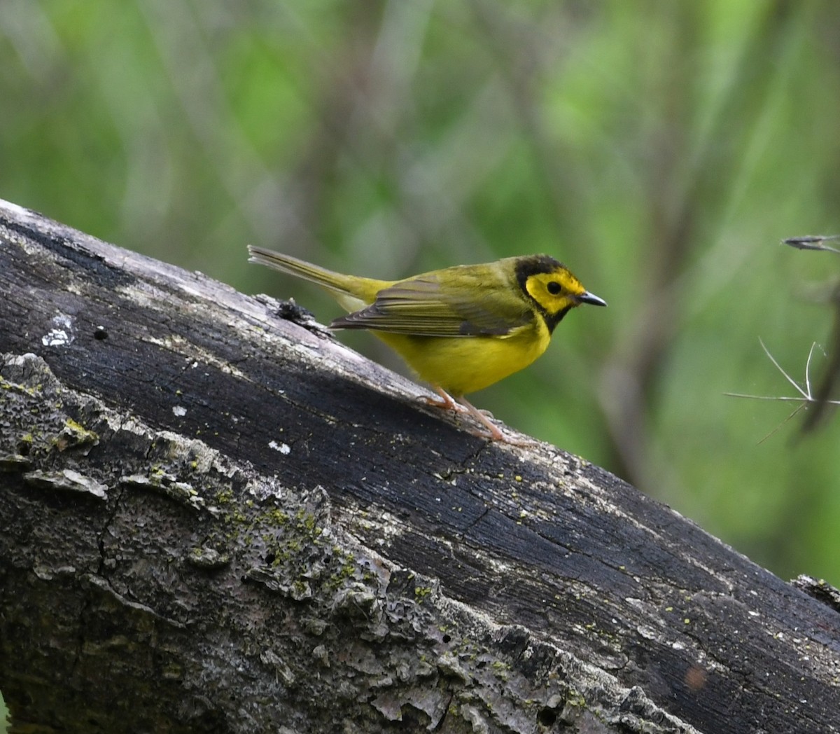 Hooded Warbler - Mike St.Pierre