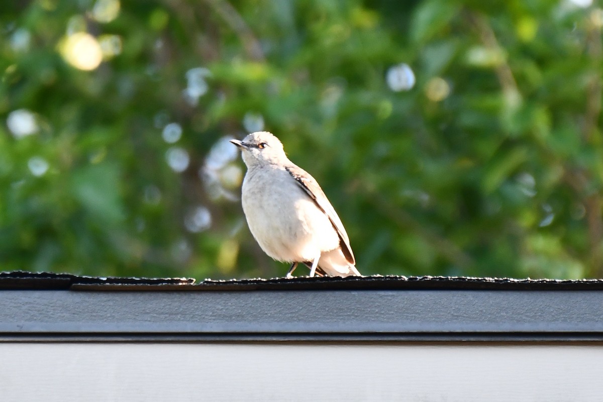 Northern Mockingbird - Carmen Ricer