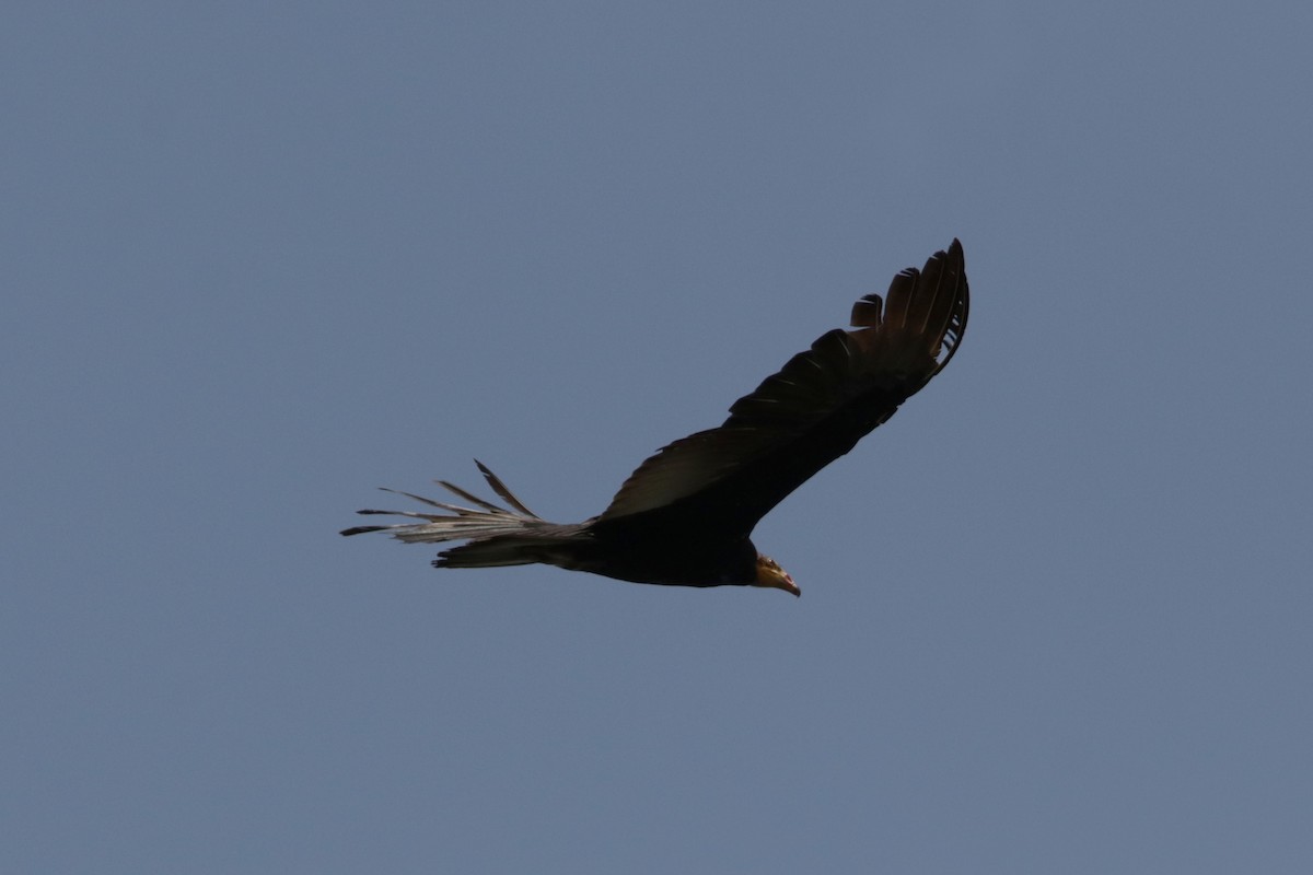 Greater Yellow-headed Vulture - Richard Dunn