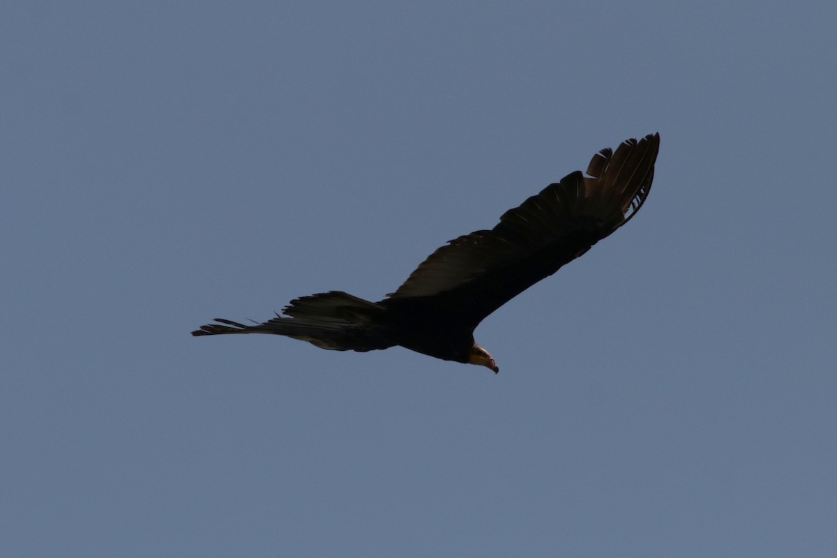 Greater Yellow-headed Vulture - Richard Dunn