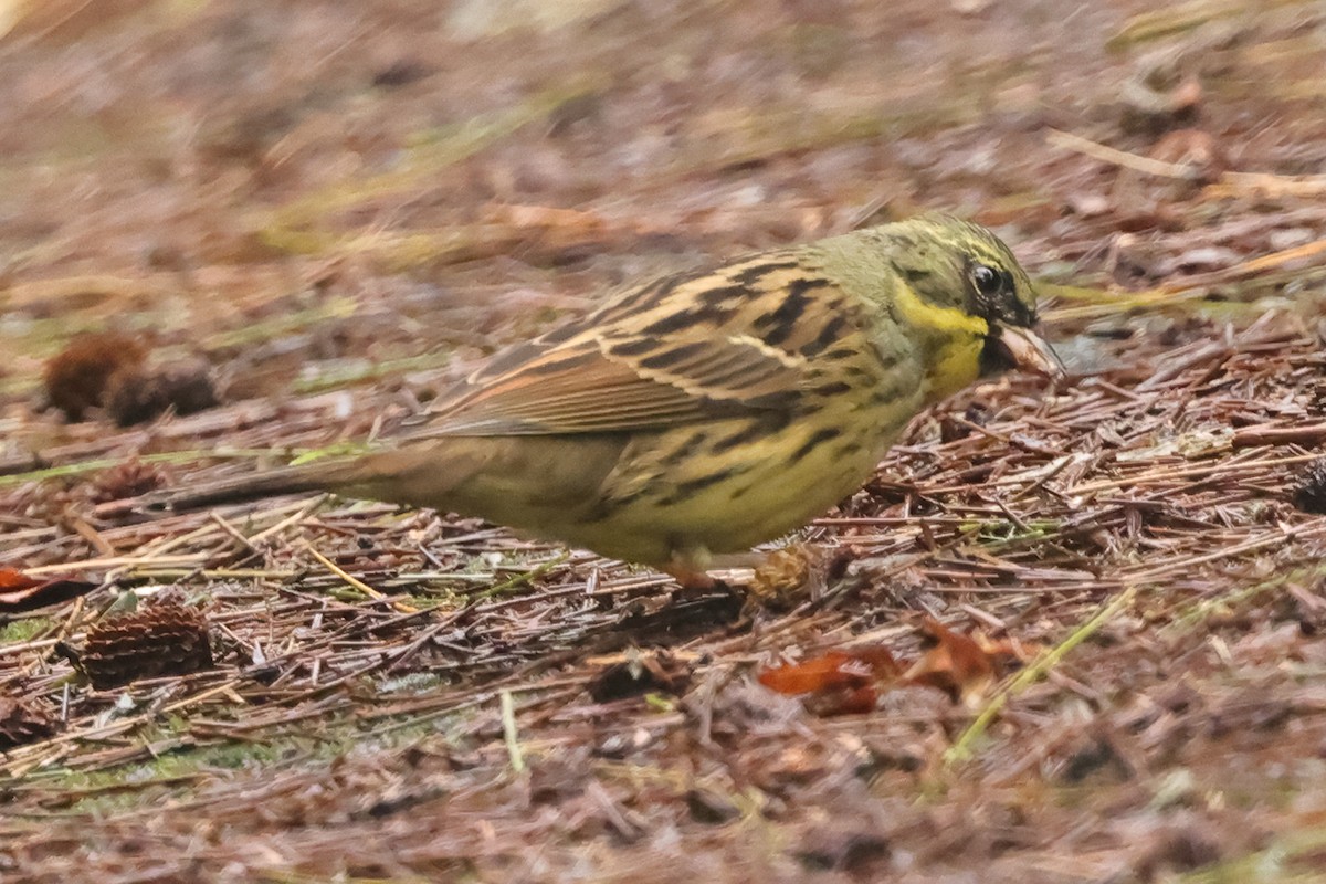 Masked Bunting - Fabio Olmos