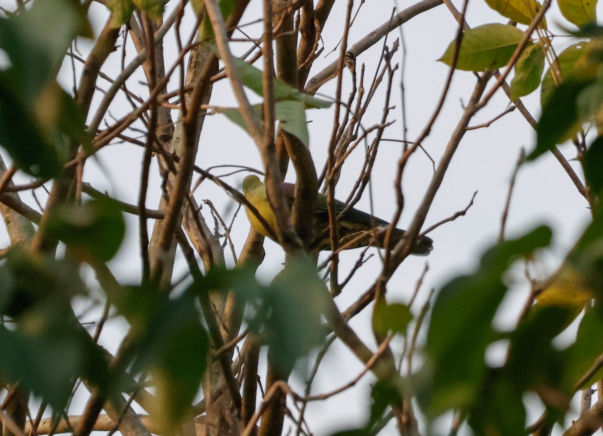 Wedge-tailed Green-Pigeon - Peter Crosson