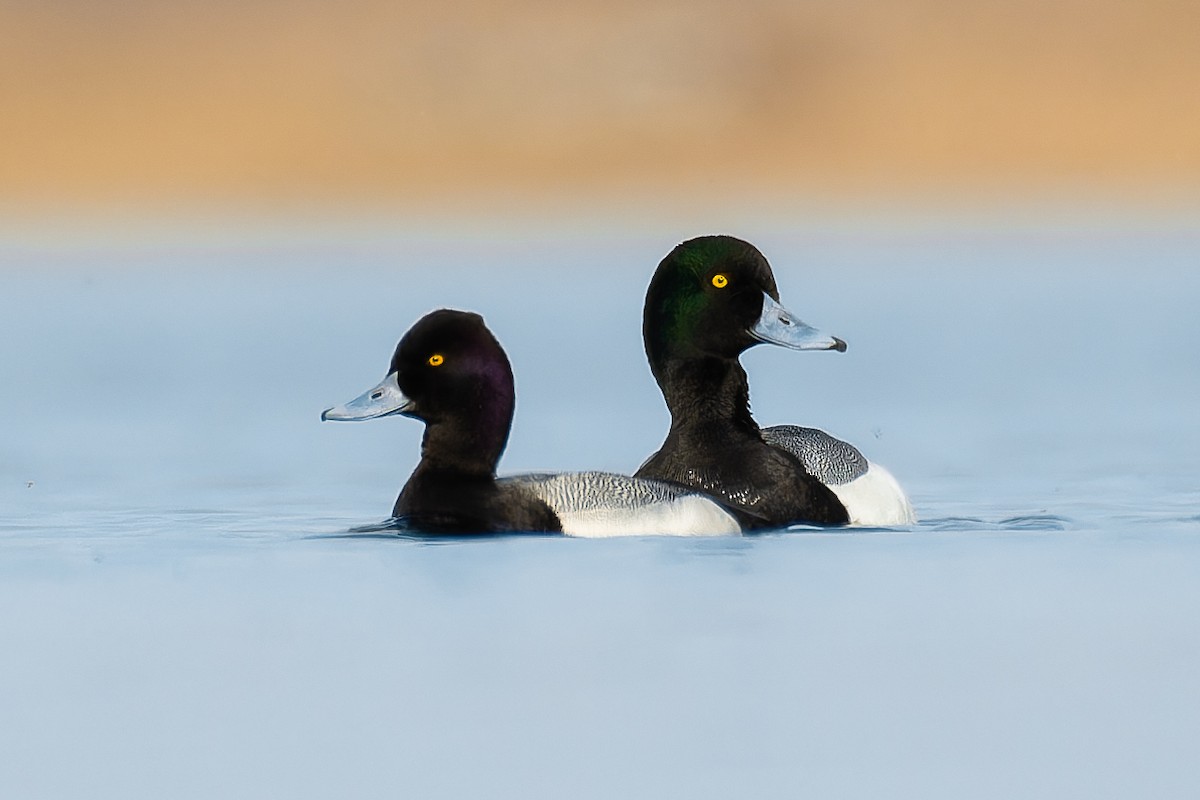 Greater Scaup - Lory Cantin