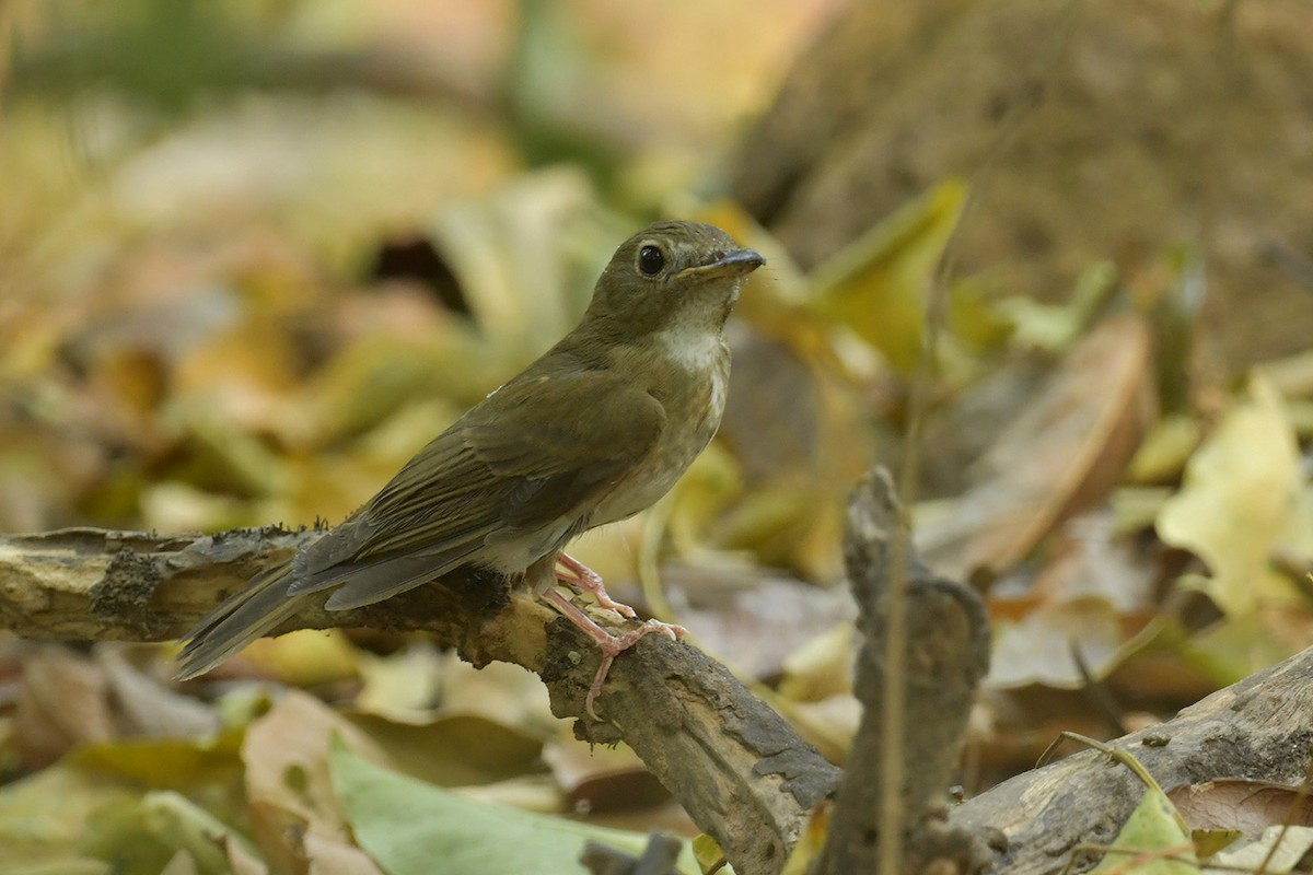 Brown-chested Jungle Flycatcher - Supaporn Teamwong