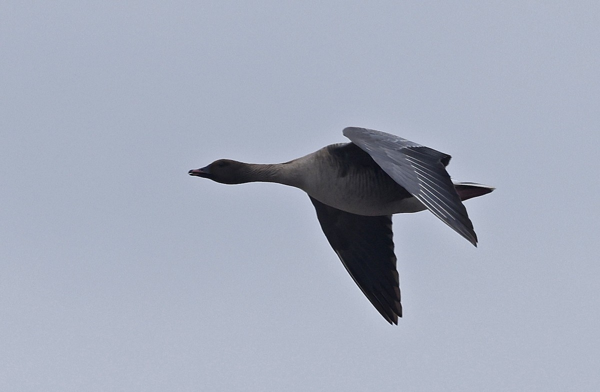 Pink-footed Goose - Paul Chapman