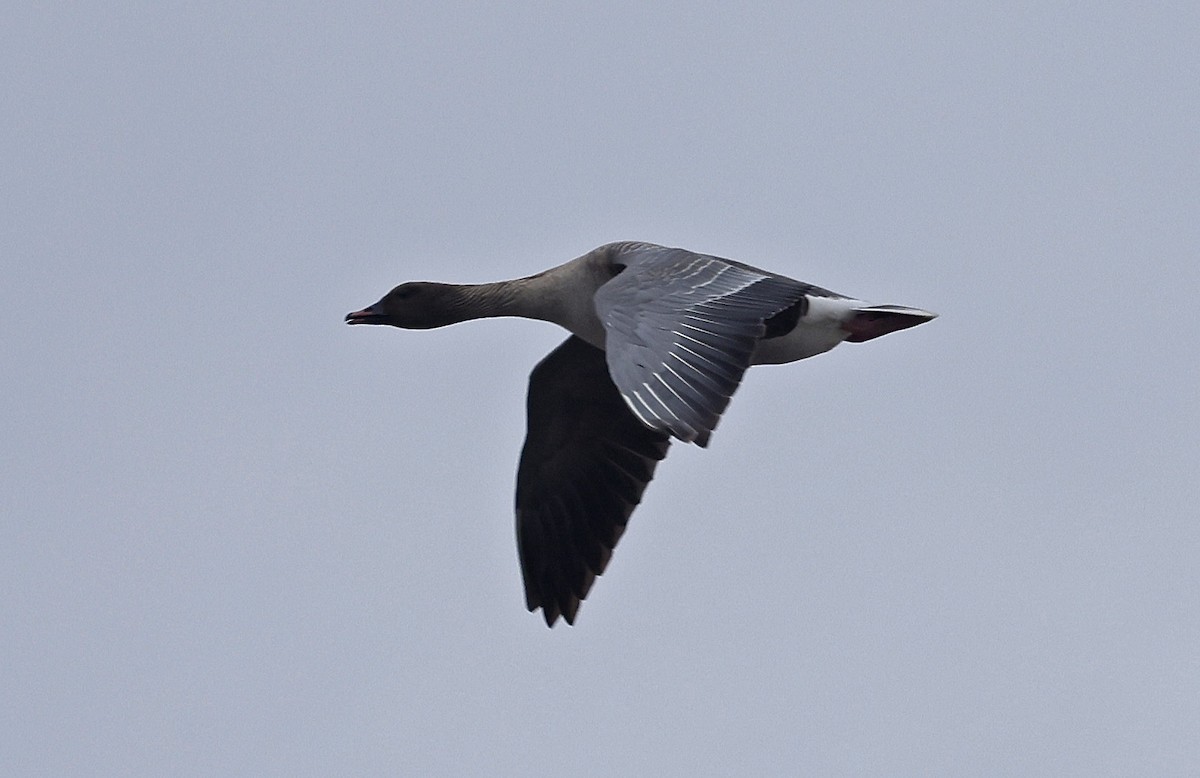 Pink-footed Goose - Paul Chapman