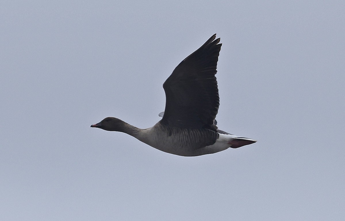 Pink-footed Goose - Paul Chapman