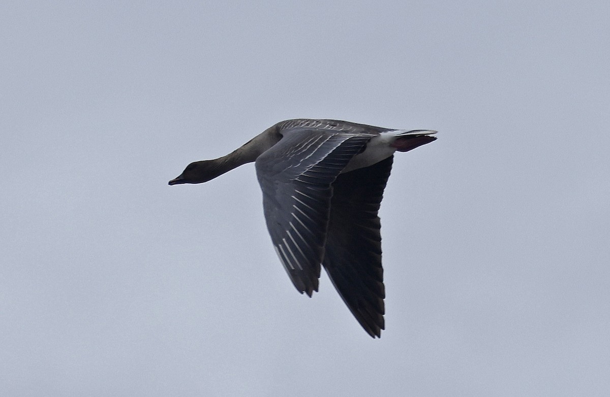 Pink-footed Goose - Paul Chapman