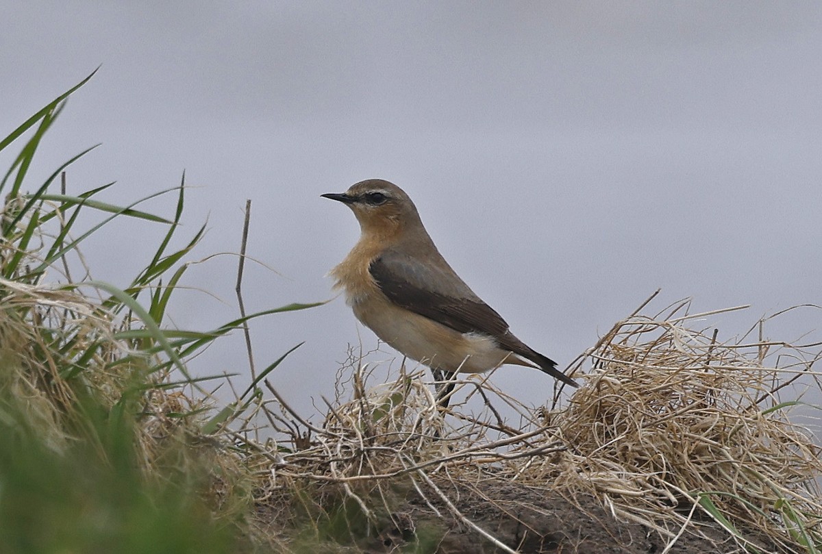 Northern Wheatear - Paul Chapman