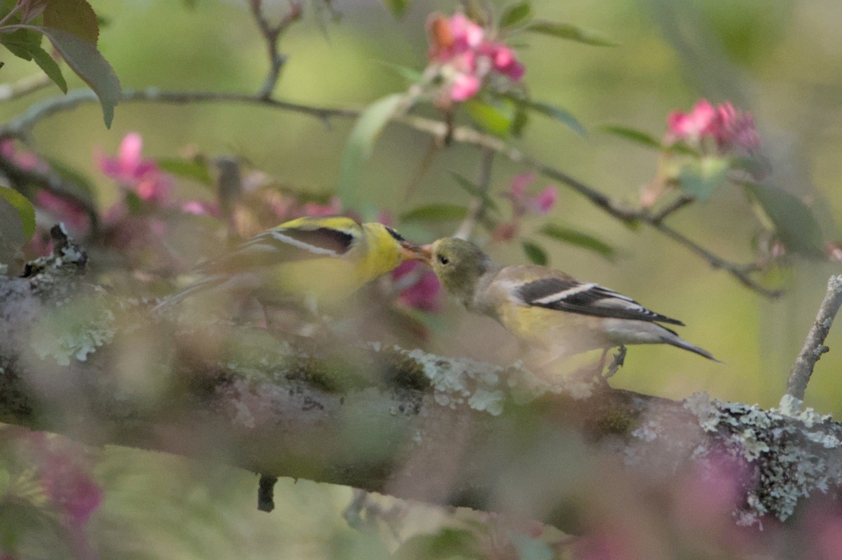 American Goldfinch - Robert Howard