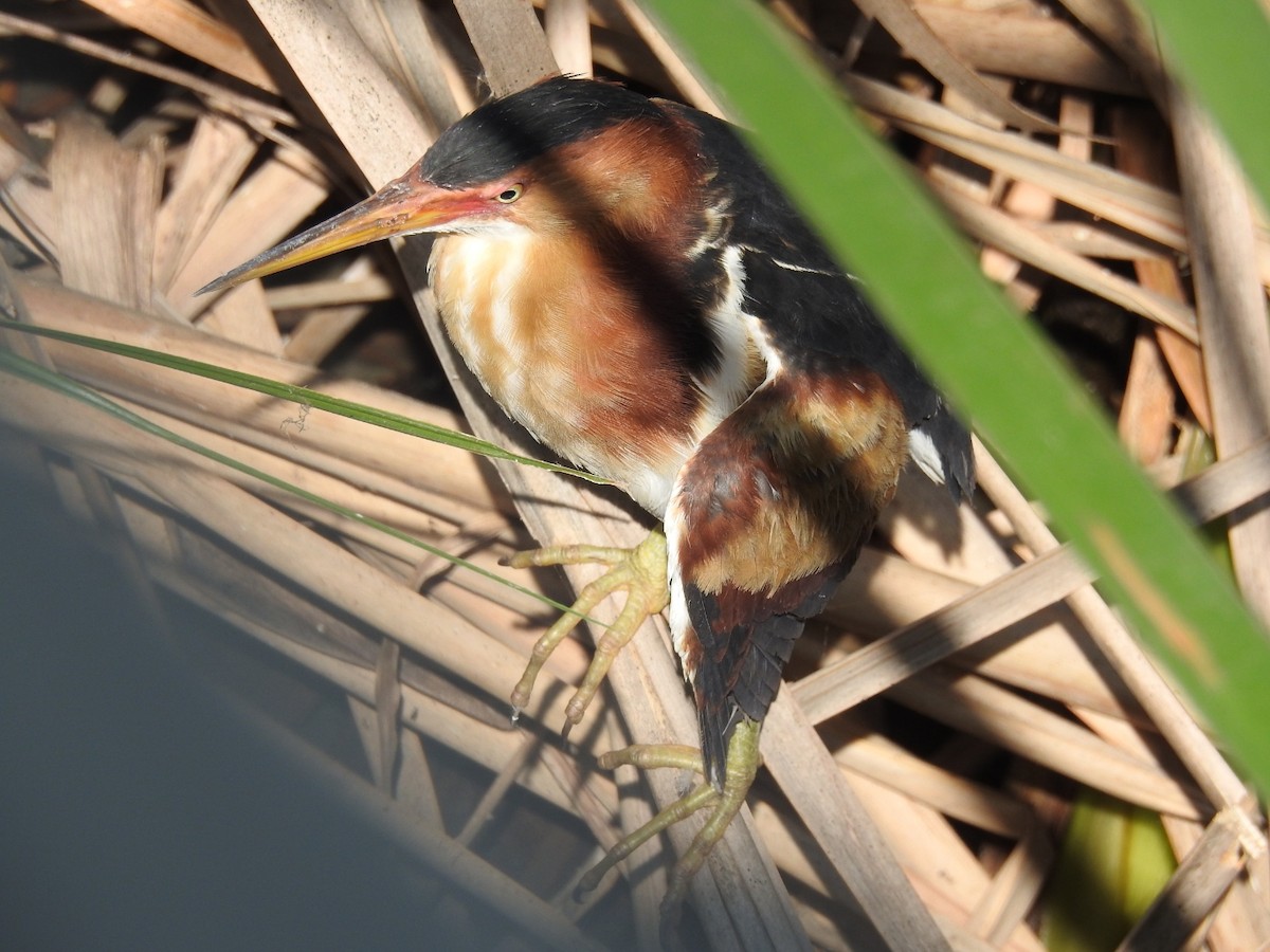 Least Bittern - ML618202628