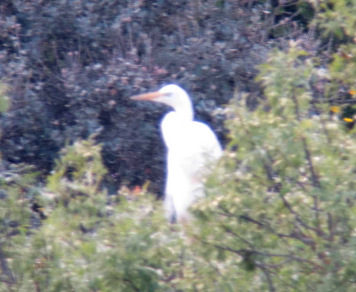 Yellow-billed Egret - Jose Vicente Oropesa Moreno