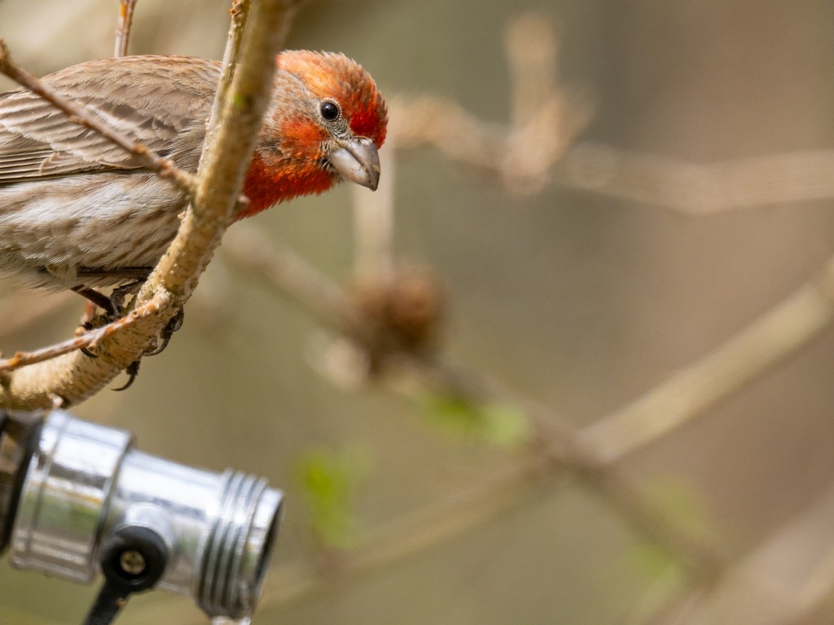 House Finch - ML618202664