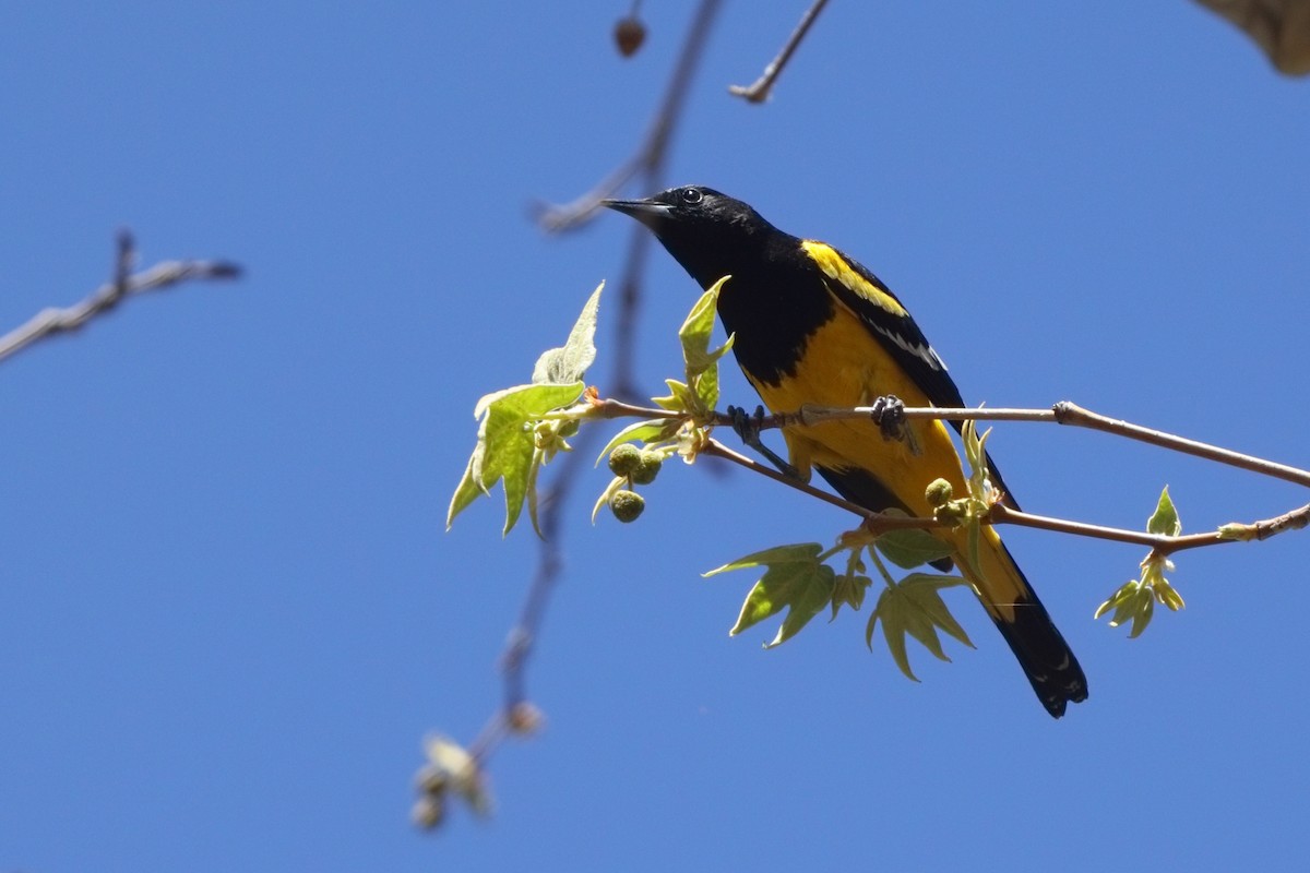 Scott's Oriole - ML618202694