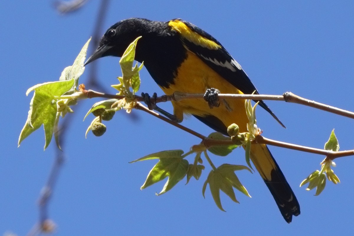 Oriole jaune-verdâtre - ML618202695