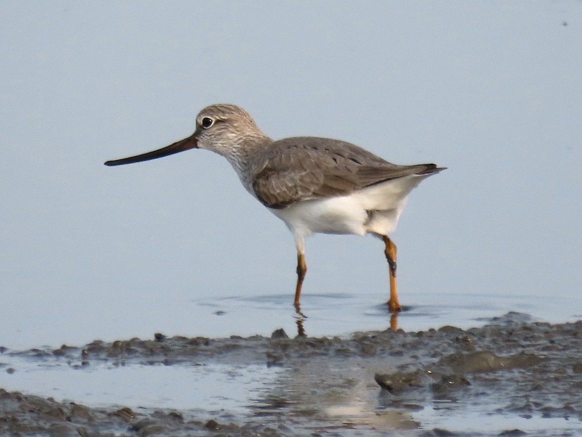 Terek Sandpiper - ML618202696