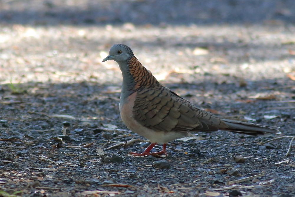 Bar-shouldered Dove - Paul Lynch