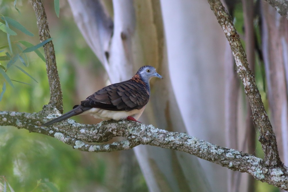 Bar-shouldered Dove - Paul Lynch