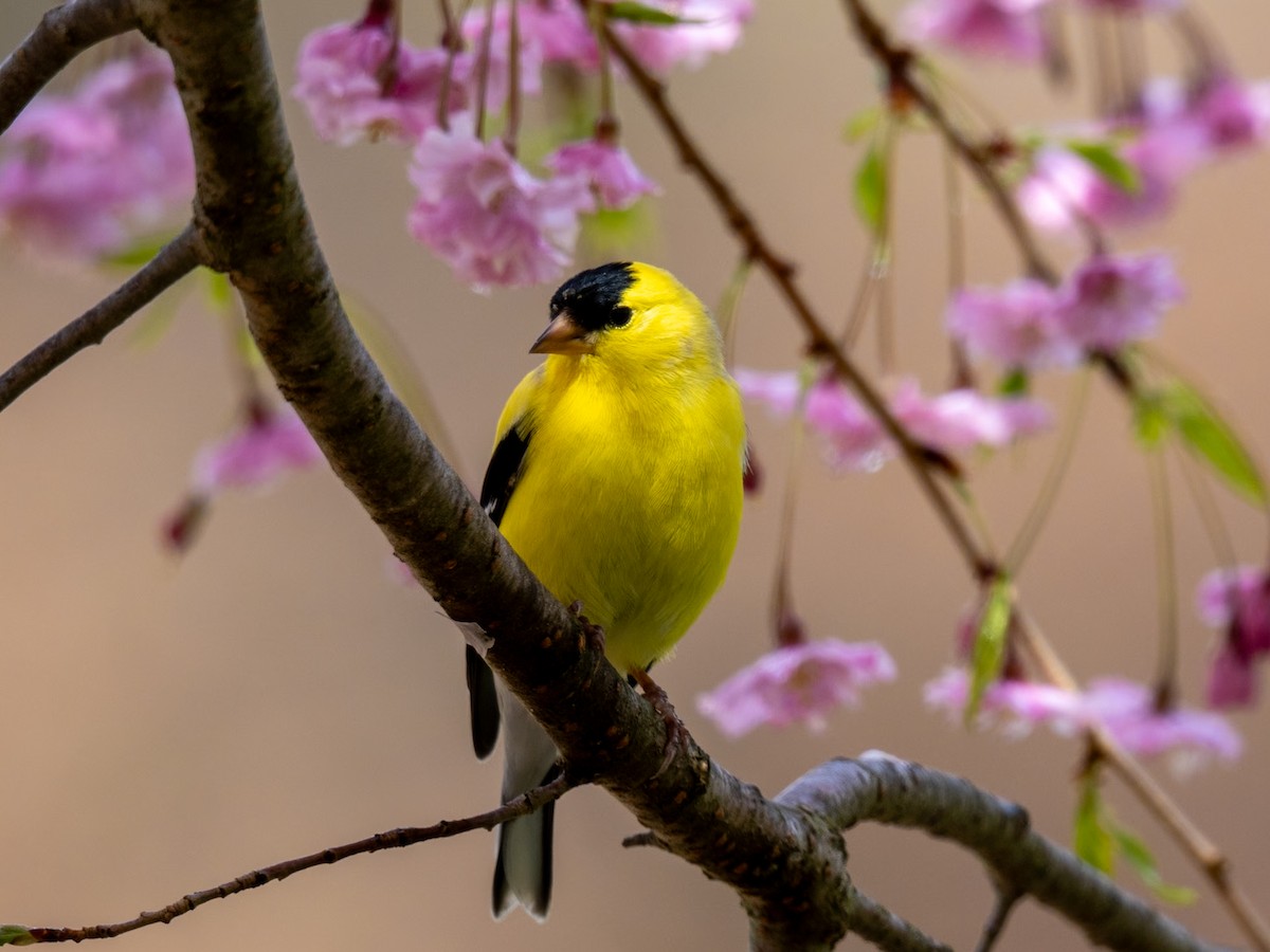 American Goldfinch - Jason Carlson