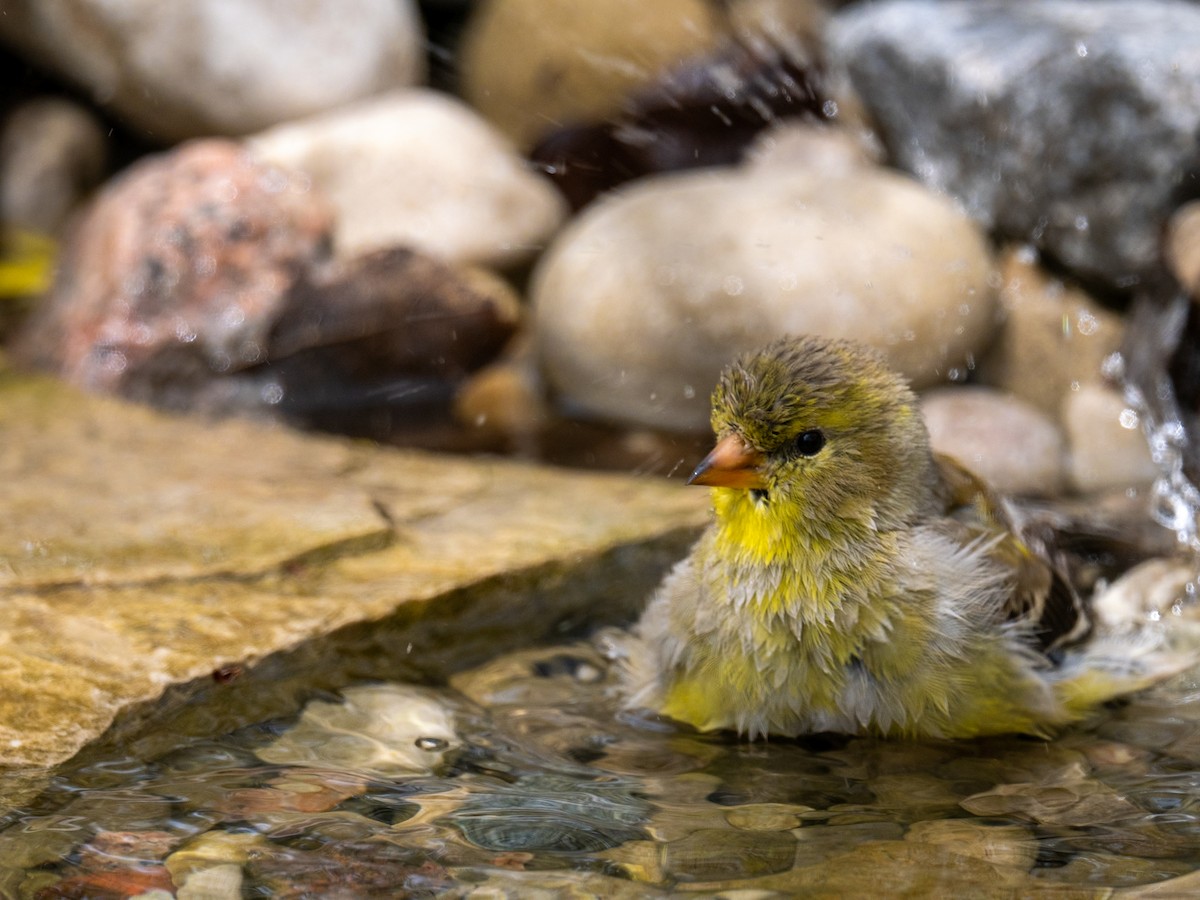 American Goldfinch - Jason Carlson